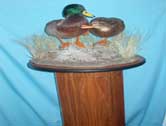 Mallard Pair